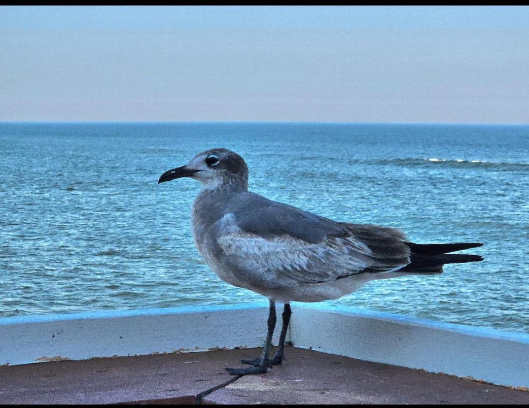 Direct Oceanfront With Balcony Appartement